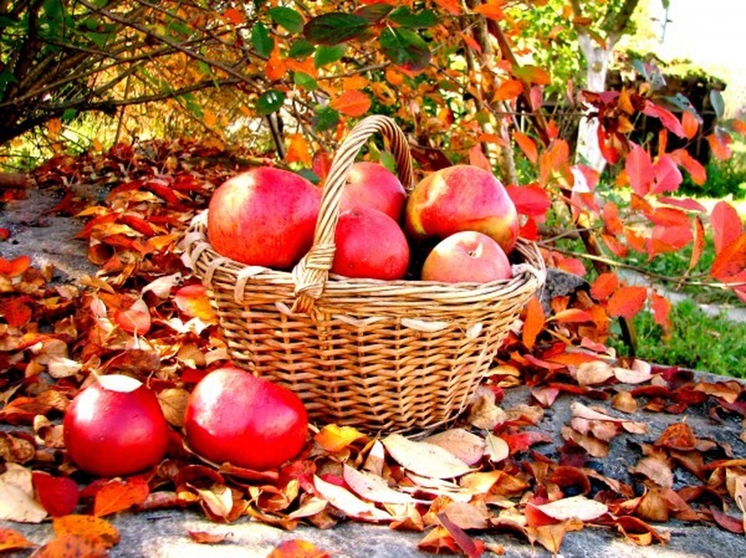Осенний сад яблоки. Осень в саду. Осенние яблоки. Осенний урожай. Яблоки в осеннем саду.