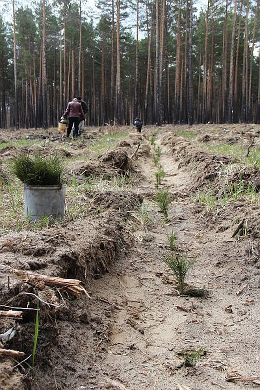 Инвентаризация лесных культур