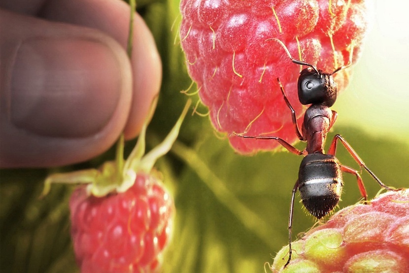 Муравьи Camponotus japonicus (Японский муравей-древоточец)