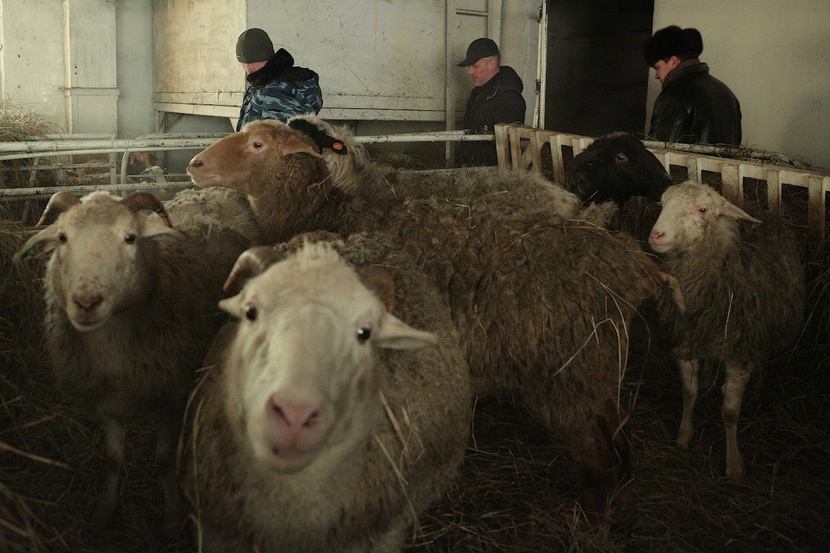сколько парников у фермера. в хозяйстве у фермера 12 парников занято огурцами. в хозяйстве у фермера 12 парников занято огурцами краткая запись. фермерское хозяйство в подмосковье. труженики сельского хозяйства.